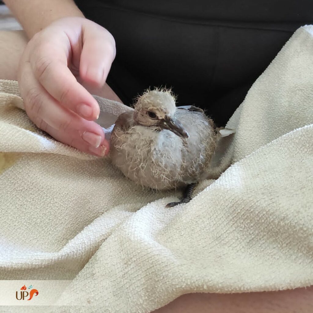 biodiversitup_animaux sauvages accueillis (10)