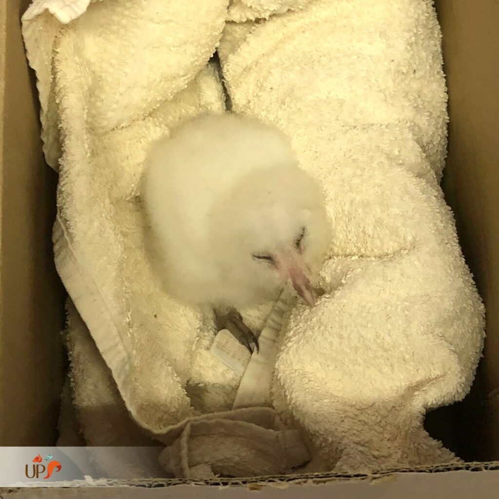 biodiversitup_animaux sauvages accueillis (11)