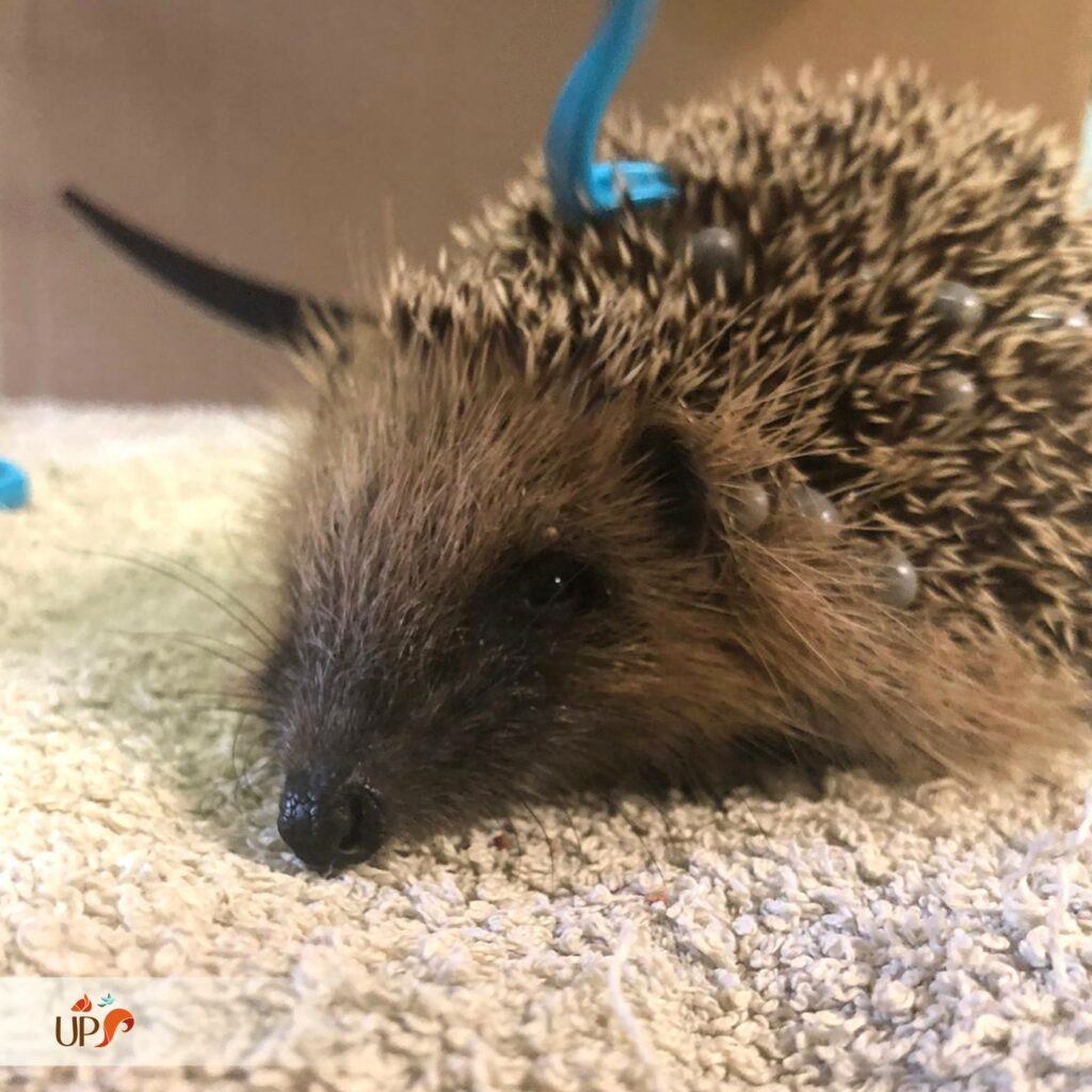 biodiversitup_animaux sauvages accueillis (12)