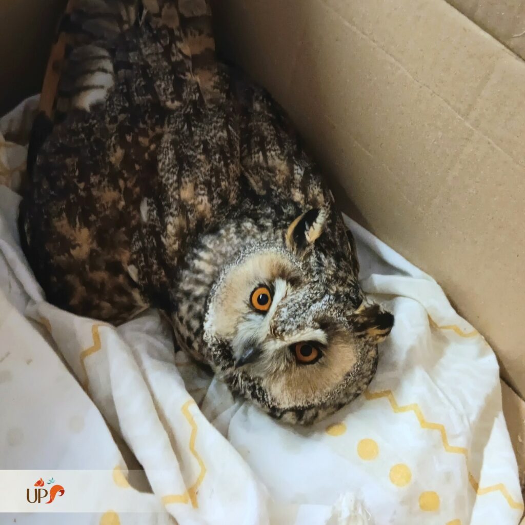 biodiversitup_animaux sauvages accueillis (13)