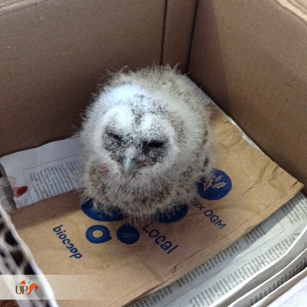 biodiversitup_animaux sauvages accueillis (14)
