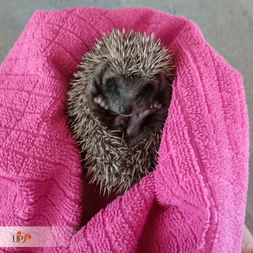 biodiversitup_animaux sauvages accueillis (15)