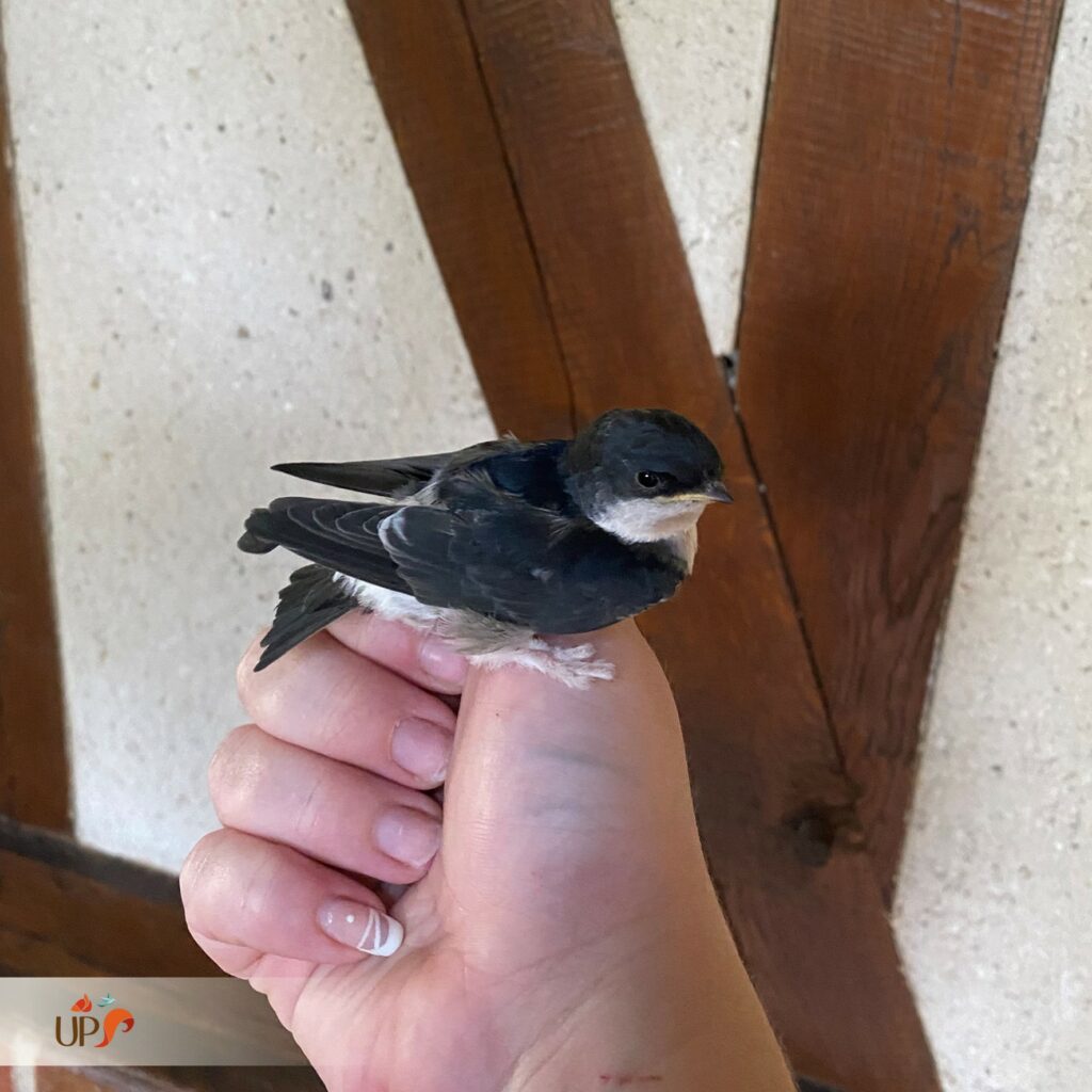 biodiversitup_animaux sauvages accueillis (18)