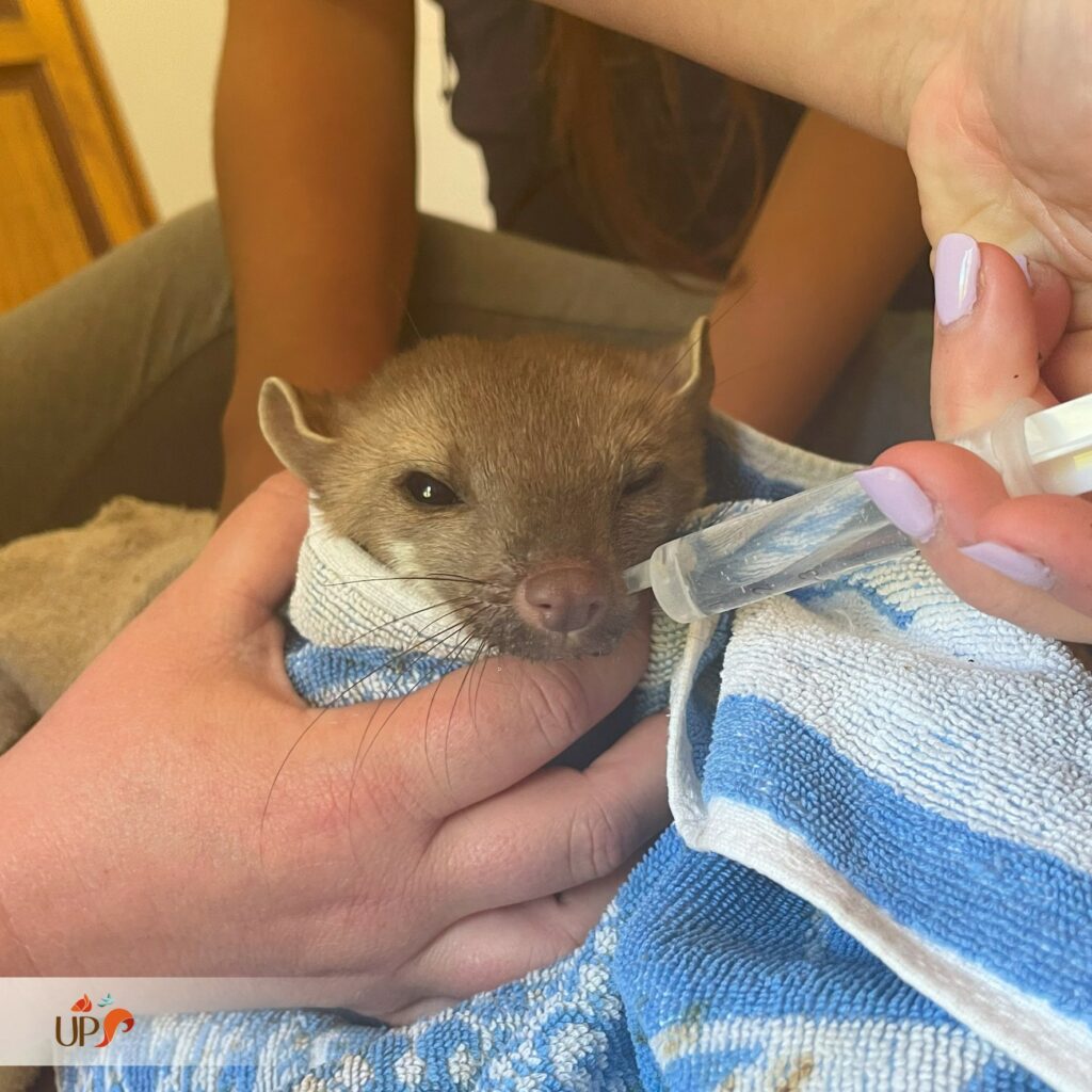 biodiversitup_animaux sauvages accueillis (19)