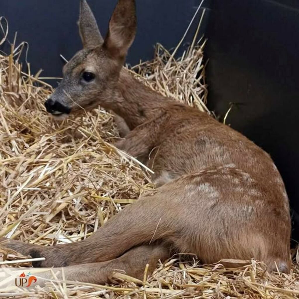 biodiversitup_animaux sauvages accueillis (2)