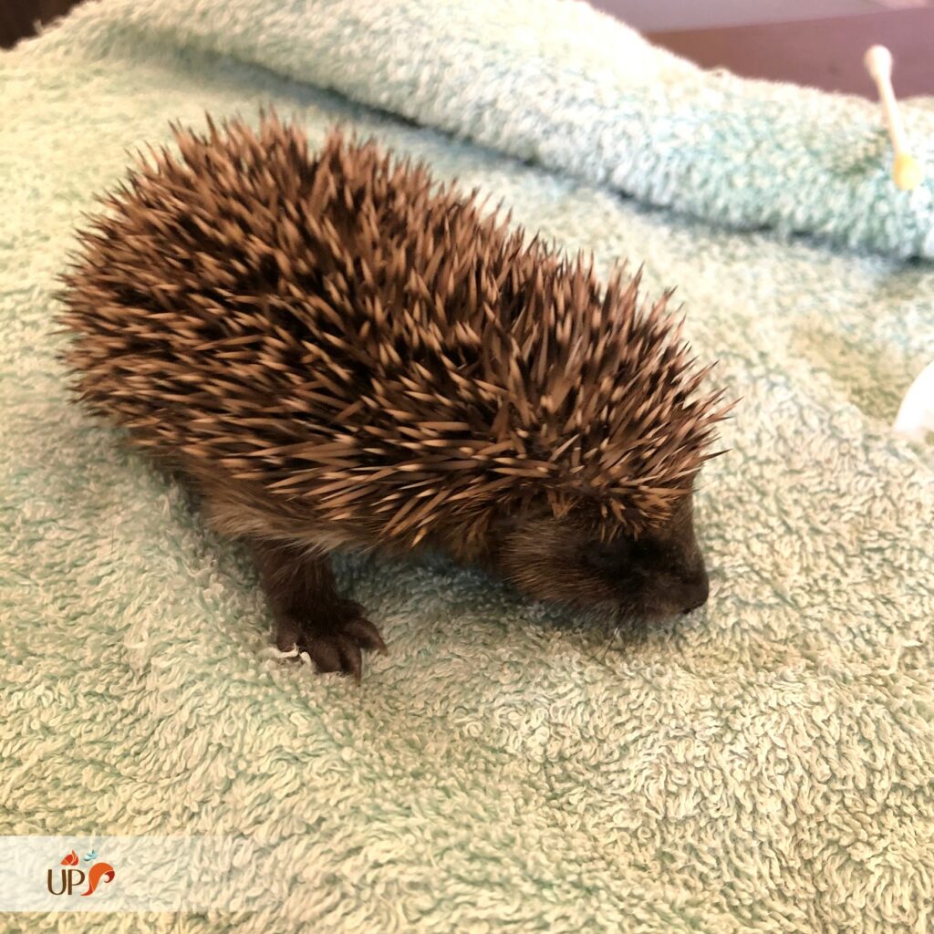 biodiversitup_animaux sauvages accueillis (21)