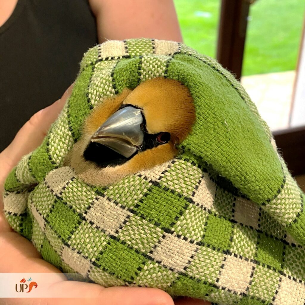 biodiversitup_animaux sauvages accueillis (3)