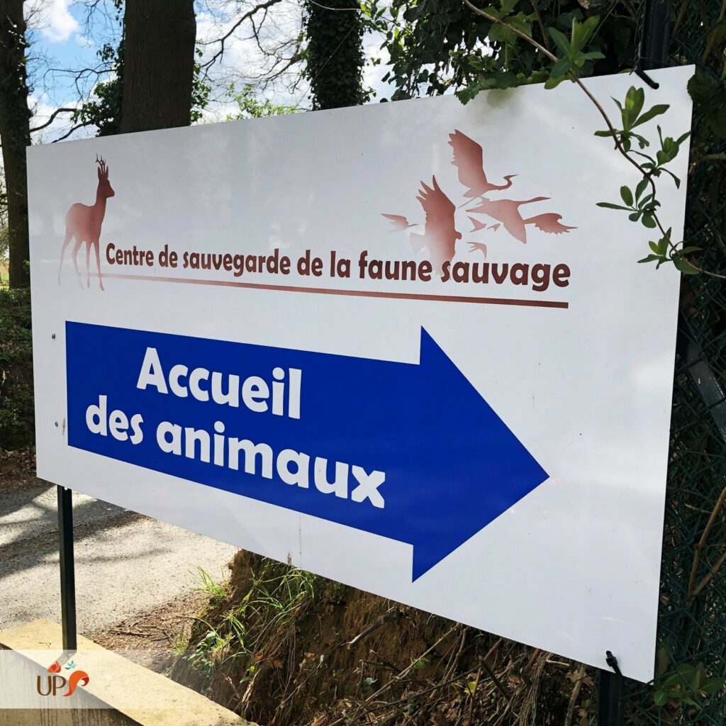 biodiversitup_animaux sauvages accueillis (4)