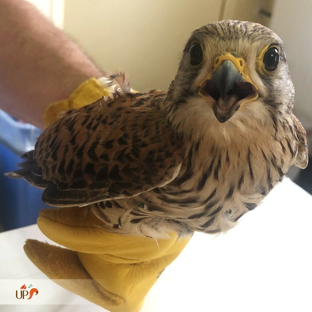 biodiversitup_animaux sauvages accueillis (6)
