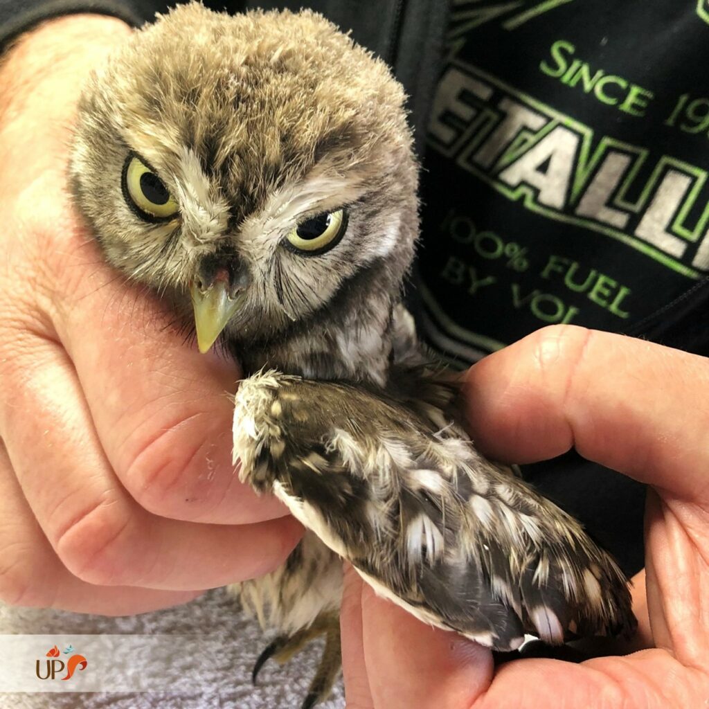 biodiversitup_animaux sauvages accueillis (8)