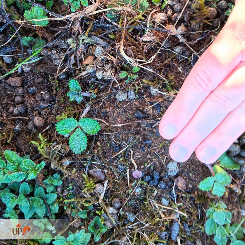 biodiversitup_friche à ZAC Moult (1)