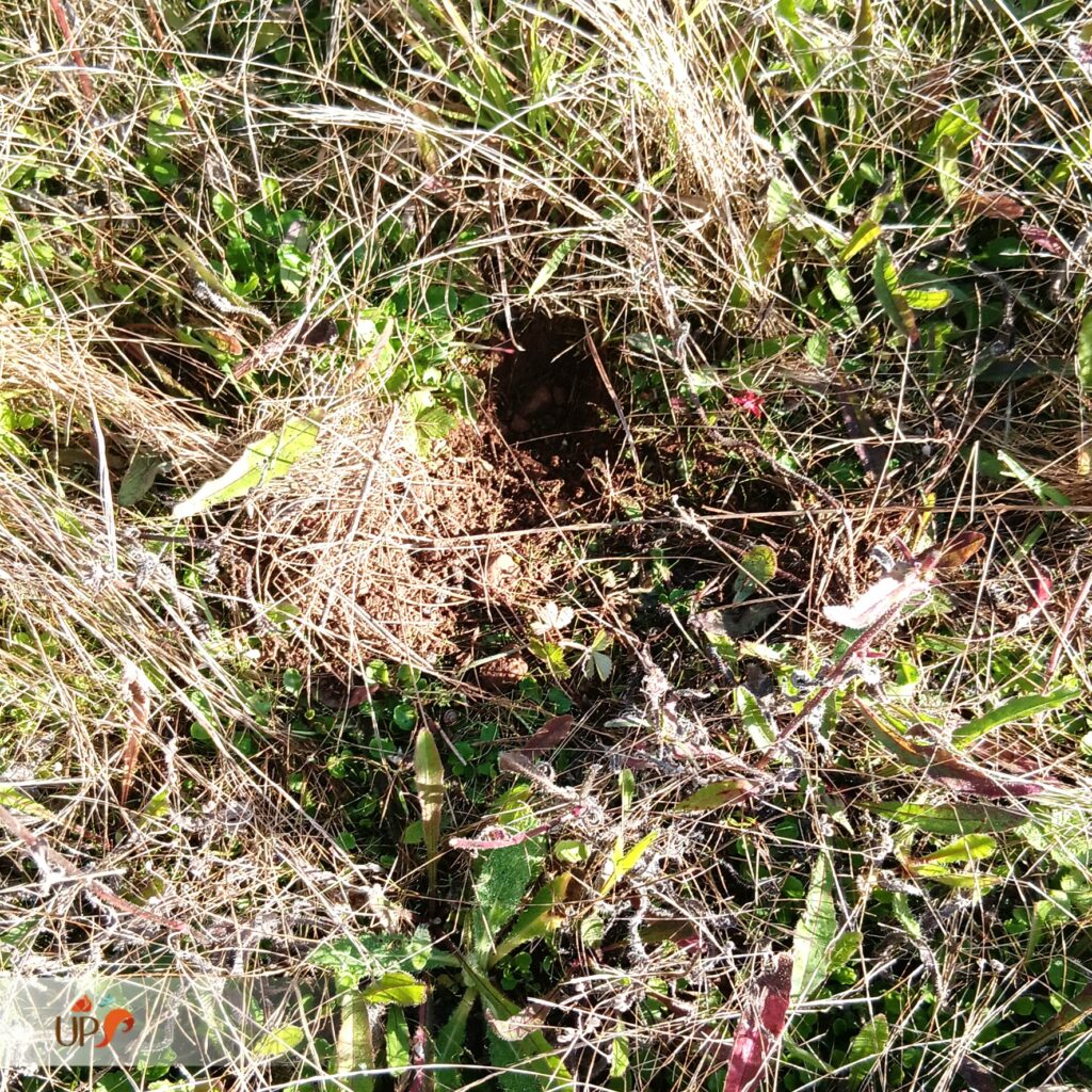 biodiversitup_friche à ZAC Moult (4)
