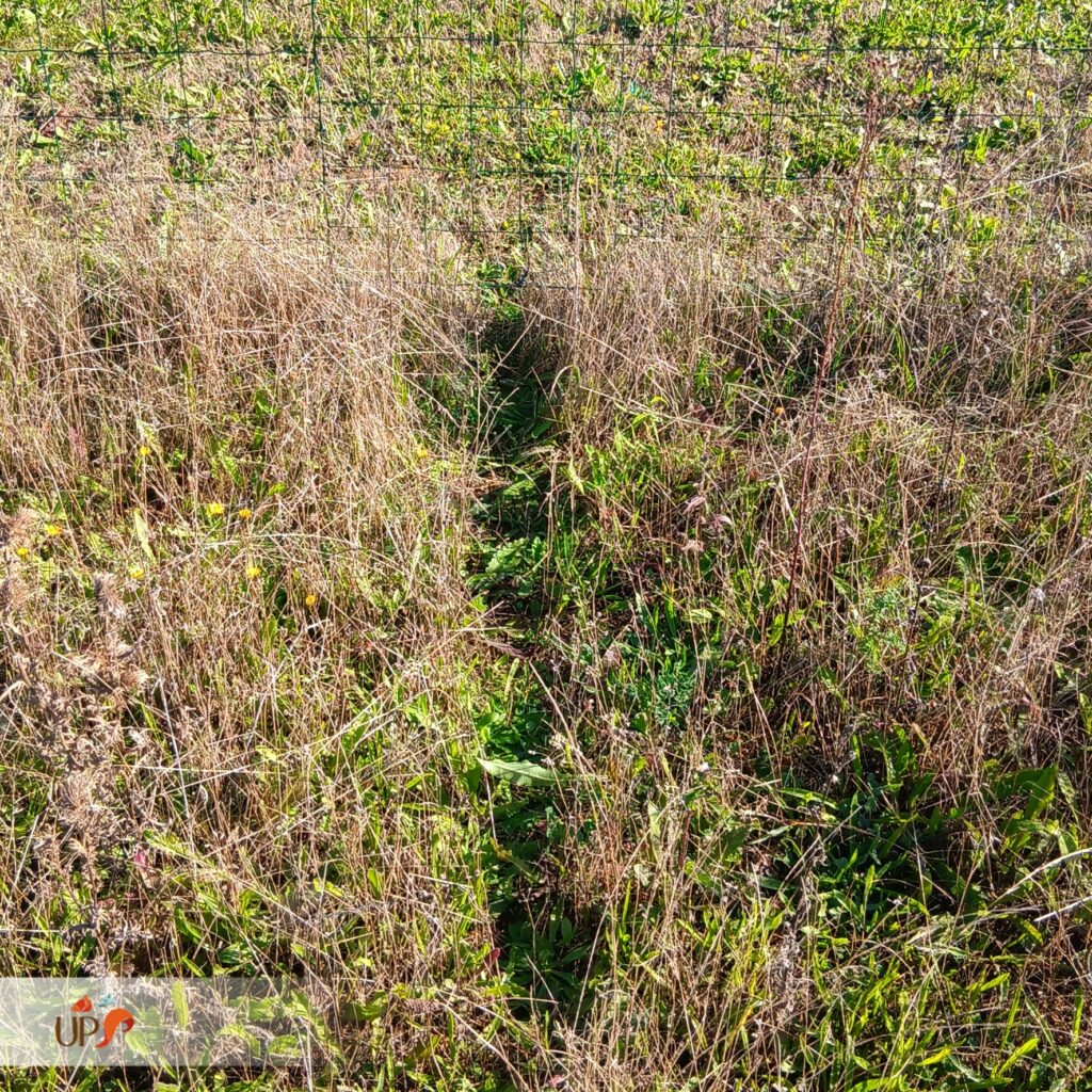 biodiversitup_friche à ZAC Moult (6)