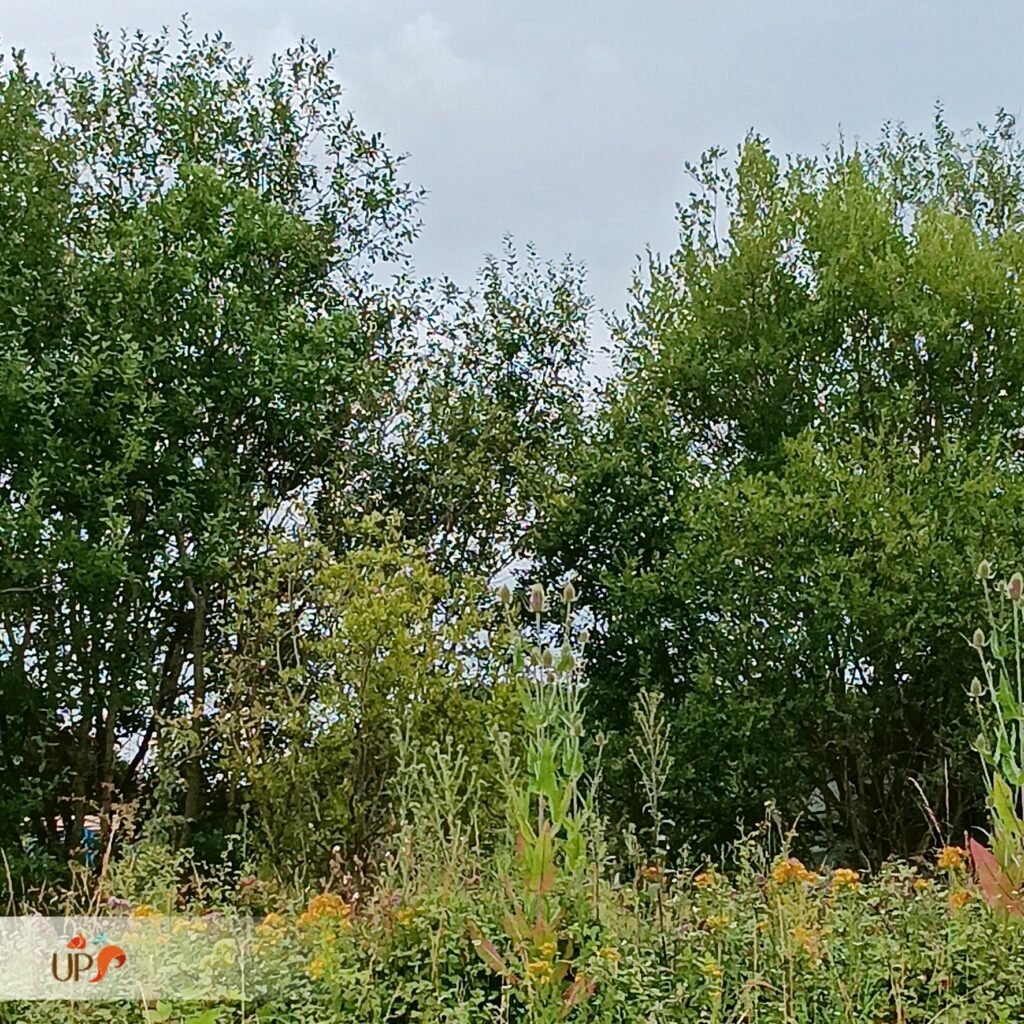 biodiversitup_friche à ZAC Moult (7)