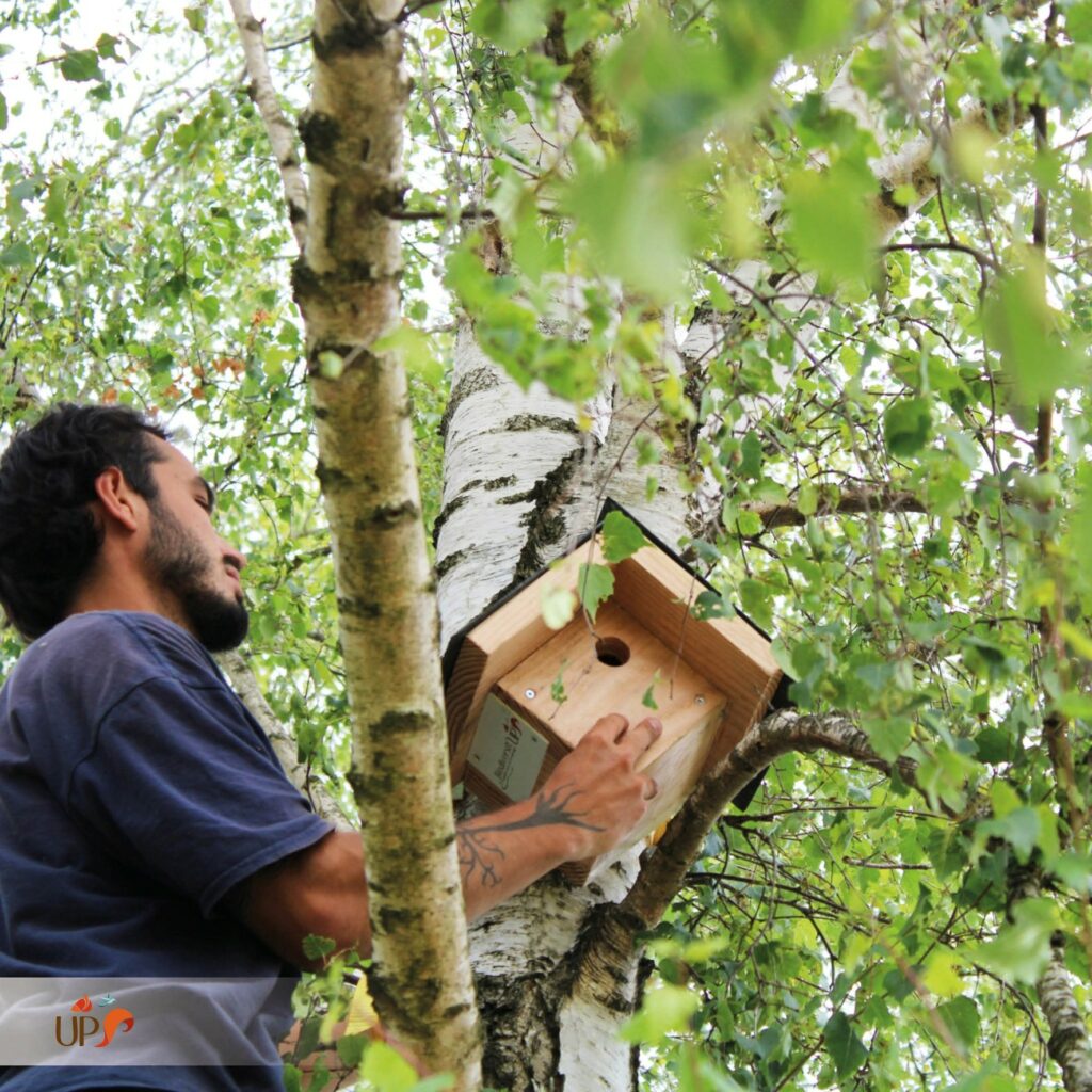 biodiversitup_nichoir à oiseaux (12)