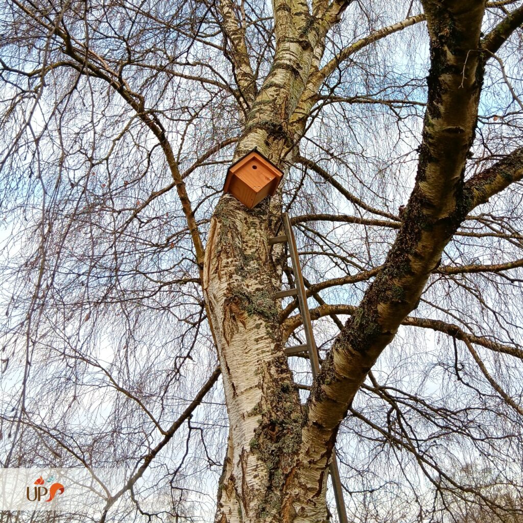 biodiversitup_nichoir à oiseaux (6)