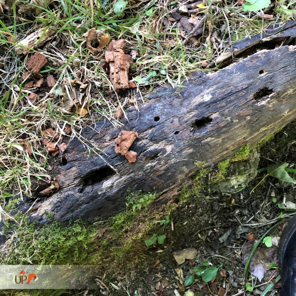 biodiversitup_parcours sportif lisieux (1)