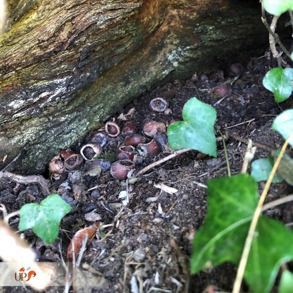 biodiversitup_parcours sportif lisieux (4)