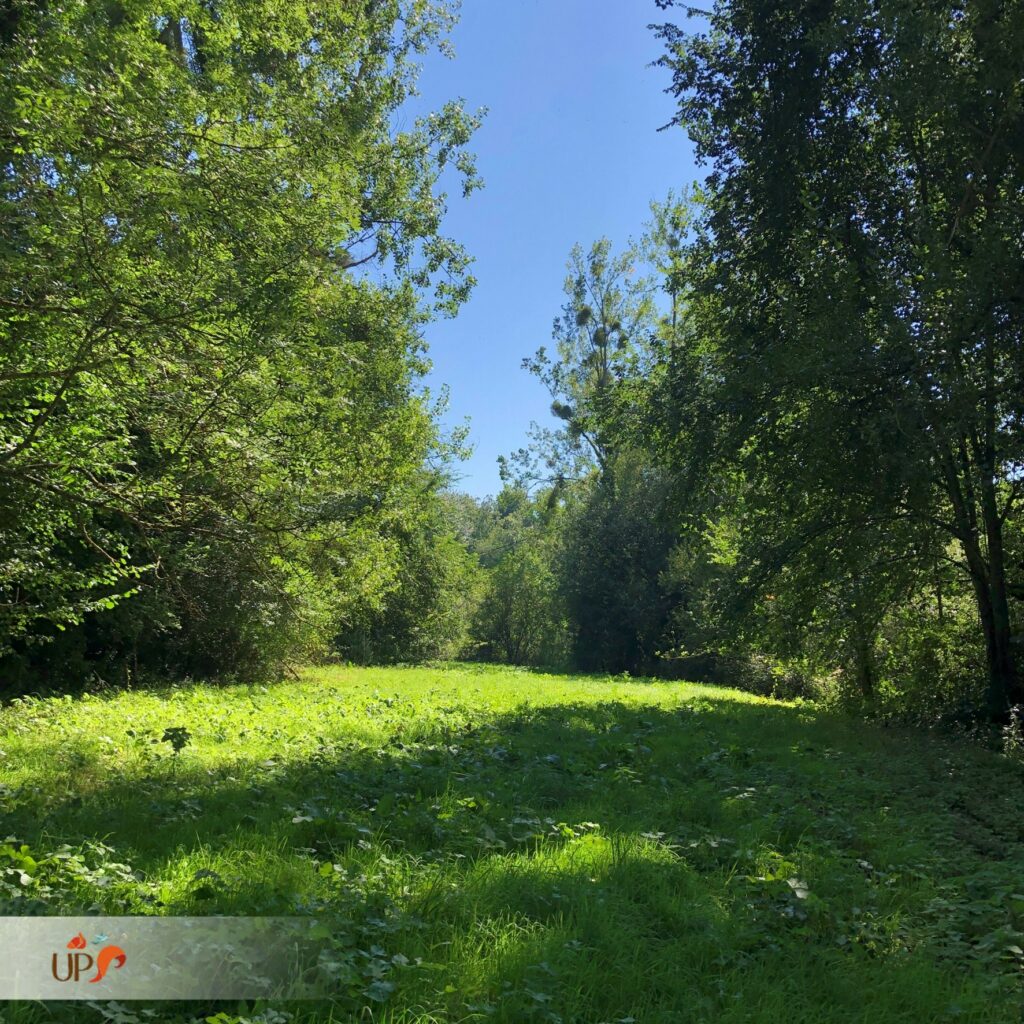 biodiversitup_parcours sportif lisieux (8)