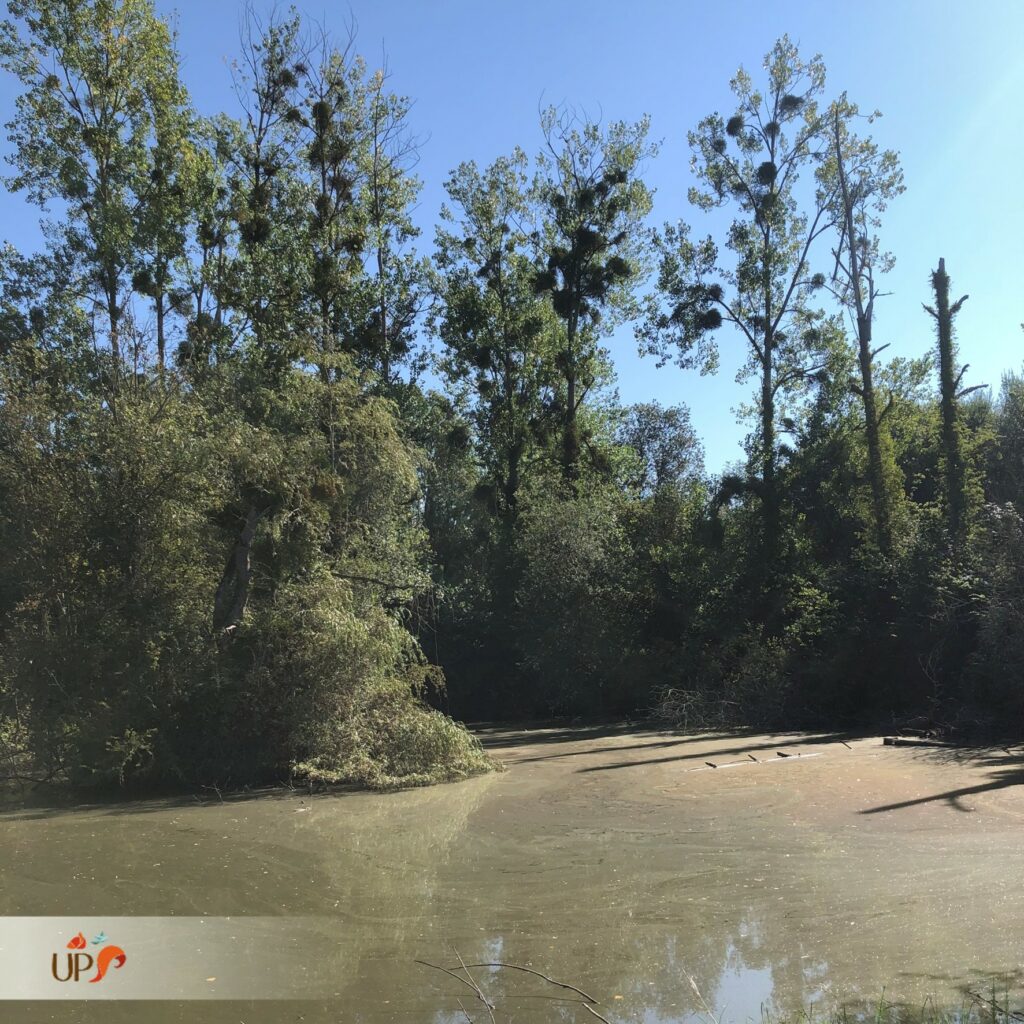 biodiversitup_parcours sportif lisieux (9)